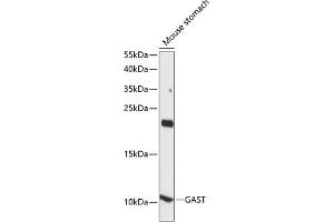 Western blot analysis of extracts of mouse stomach, using GAST antibody (ABIN7267354) at 1:1000 dilution. (Gastrin 抗体  (AA 1-100))