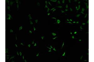 Immunofluorescence (IF) image for anti-E74-Like Factor 2 (Ets Domain Transcription Factor) (ELF2) (AA 1-353) antibody (ABIN7152090)