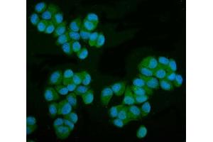 IF analysis of MPI using anti-MPI antibody (ABIN7600514).