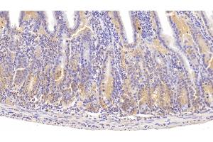 Detection of ITGa1 in Mouse Small intestine Tissue using Polyclonal Antibody to Integrin Alpha 1 (ITGa1) (Integrin alpha 1 抗体  (AA 103-368))