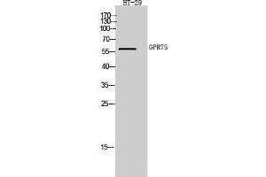 Western Blotting (WB) image for anti-G Protein-Coupled Receptor 75 (GPR75) (C-Term) antibody (ABIN3184909)