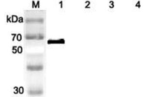 Western blot analysis of human DLL1 using anti-DLL1 (human), pAb  at 1:2,000 dilution. (DLL1 抗体)