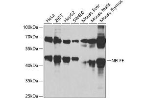 Western blot analysis of extracts of various cell lines, using NELFE antibody (ABIN6127278, ABIN6144526, ABIN6144528 and ABIN6220173) at 1:1000 dilution. (RDBP 抗体  (AA 1-280))