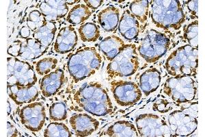 ABIN6261072 and ABIN6266637 at 1/100 staining Rat stomach tissue by IHC-P. (CSTB 抗体  (C-Term))