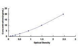 ELISA image for Calcium Channel, Voltage-Dependent, N Type, alpha 1B Subunit (CACNA1B) ELISA Kit (ABIN420856)