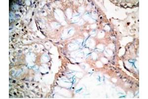 Human colon tissue was stained by Rabbit Anti-CCK-33  (Human,Rat) Antibody (Cholecystokinin 抗体)