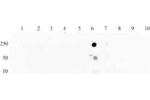 Histone H3 acetyl Lys27 mAb tested by dot blot analysis. (Histone 3 抗体  (H3K27ac))