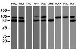 Image no. 1 for anti-TNF Receptor-Associated Protein 1 (TRAP1) antibody (ABIN1501499) (TRAP1 抗体)
