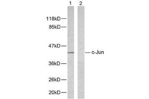 Western blot analysis of extracts from HeLa cells using c-Jun (Ab-243) antibody (E021025). (C-JUN 抗体)