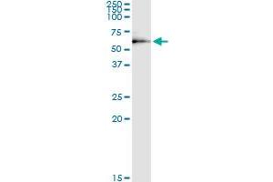 Immunoprecipitation of DEPDC7 transfected lysate using anti-DEPDC7 MaxPab rabbit polyclonal antibody and Protein A Magnetic Bead , and immunoblotted with DEPDC7 purified MaxPab mouse polyclonal antibody (B01P) . (DEPDC7 抗体  (AA 1-511))