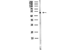 Western blot analysis of lysates from MCF7 cells(heat-shock,45 min treatment), using Sohlh2 Antibody at 1/1000 dilution.