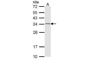 WB Image Sample (30 ug of whole cell lysate) A: H1299 12% SDS PAGE antibody diluted at 1:1000 (CAPZB 抗体  (Center))