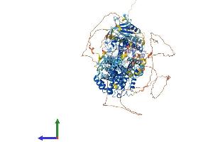 Protein Structure (PS) image for Glucocorticoid Receptor DNA Binding Factor 1 (GRLF1) (AA 1-1499) protein (His tag) (ABIN7555186)