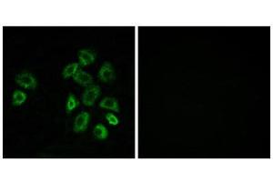 Immunofluorescence (IF) image for anti-G Protein-Coupled Receptor, Family C, Group 5, Member B (GPRC5B) (Internal Region) antibody (ABIN1853018) (GPRC5B 抗体  (Internal Region))