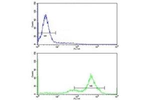 Flow cytometric analysis of K562 cells using GATA2 antibody (green) compared to a negative control (blue). (GATA2 抗体  (AA 380-407))