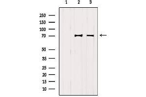 Western blot analysis of extracts from various samples, using VISA Antibody. (MAVS 抗体  (C-Term))