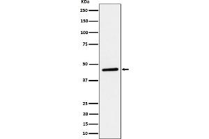 Western blot analysis of TAPP1 expression in HeLa cell lysate.