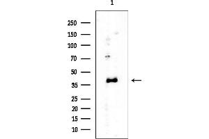 Western blot analysis of lysates from Rat brain, using ACAA1 Mouse Monoclonal Antibody at 1/1000 dilution.