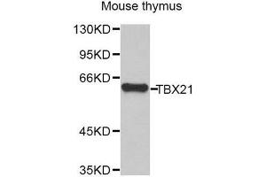Western Blotting (WB) image for anti-T-Bet (AA 326-535) antibody (ABIN1682974) (T-Bet 抗体  (AA 326-535))