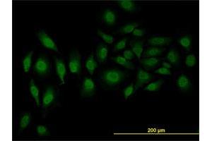 Immunofluorescence (IF) image for anti-serine/arginine-Rich Splicing Factor 3 (SRSF3) (AA 1-85) antibody (ABIN562839)