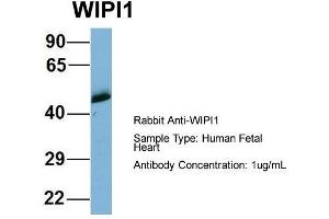 Host: Rabbit  Target Name: WIPI1  Sample Tissue: Human Fetal Heart  Antibody Dilution: 1. (WIPI1 抗体  (Middle Region))