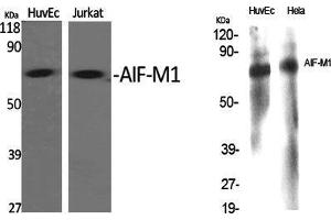 Western Blot (WB) analysis of specific cells using AIF-M1 Polyclonal Antibody. (AIF 抗体  (N-Term))