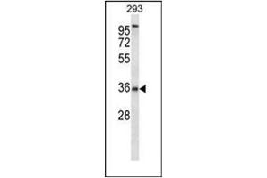 Western blot analysis of P2RY6 / P2Y2 Antibody (C-term) in 293 cell line lysates (35ug/lane).