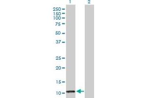 Western Blot analysis of PF4 expression in transfected 293T cell line by PF4 MaxPab polyclonal antibody. (PF4 抗体  (AA 1-101))