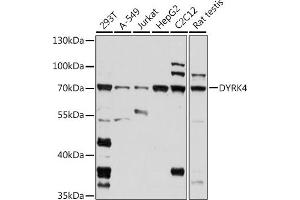 Western blot analysis of extracts of various cell lines, using DYRK4 antibody (ABIN7266850) at 1:1000 dilution. (DYRK4 抗体  (AA 330-480))