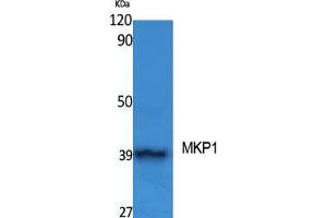Western Blot (WB) analysis of specific cells using MKP-1 Polyclonal Antibody. (DUSP1 抗体  (Ser31))