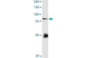 Immunoprecipitation of FBLN1 transfected lysate using anti-FBLN1 MaxPab rabbit polyclonal antibody and Protein A Magnetic Bead , and immunoblotted with FBLN1 purified MaxPab mouse polyclonal antibody (B01P) . (Fibulin 1 抗体  (AA 1-683))