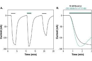 MmTx1 Toxin-ATTO Fluor-488 modulates GABA(A) receptors expressed in Xenopus oocytes. (MmTx1 Toxin peptide (Atto 488))