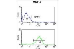 LSP1 Antibody (Center) (ABIN651634 and ABIN2840339) flow cytometric analysis of MCF-7 cells (bottom histogram) compared to a negative control cell (top histogram). (LSP1 抗体  (AA 108-134))