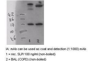 Western Blotting (WB) image for anti-Secretory Leukocyte Peptidase Inhibitor (SLPI) antibody (ABIN1105383)