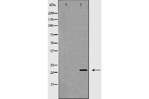 Western blot analysis of Claudin 4 expression in HeLa cells. (Claudin 4 抗体  (C-Term))