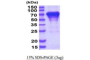 SDS-PAGE (SDS) image for Heat Shock 70kDa Protein 8 (HSPA8) (AA 1-646) protein (His tag) (ABIN668046) (Hsc70 Protein (AA 1-646) (His tag))