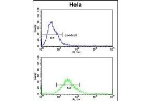 CLASP2 Antibody  (ABIN652978 and ABIN2842620) flow cytometric analysis of Hela cells (bottom histogram) compared to a negative control cell (top histogram). (CLASP2 抗体  (AA 998-1026))