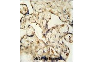 LCA5L antibody (C-term) (ABIN653975 and ABIN2843921) immunohistochemistry analysis in formalin fixed and paraffin embedded human placenta tissue followed by peroxidase conjugation of the secondary antibody and DAB staining. (LCA5L 抗体  (C-Term))
