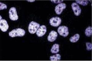 Immunofluorescent staining of HeLa cells. (TAF4 抗体  (AA 454-565))