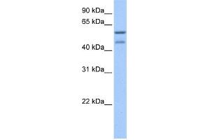 WB Suggested Anti-ZSCAN5C Antibody Titration:  0. (ZSCAN5C 抗体  (C-Term))