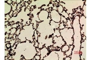 Immunohistochemical analysis of paraffin-embedded rat-lung, antibody was diluted at 1:100.