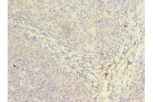 Immunohistochemistry of paraffin-embedded human tonsil tissue using ABIN7162847 at dilution of 1:100 (PPIH 抗体  (AA 2-177))