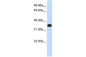 Western Blotting (WB) image for anti-Chromosome 2 Open Reading Frame 47 (C2orf47) antibody (ABIN2459010) (C2orf47 抗体)