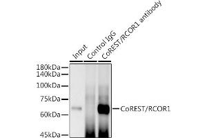 Immunoprecipitation (IP) image for anti-REST Corepressor 1 (RCOR1) antibody (ABIN7269920)