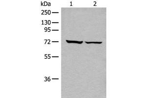Western blot analysis of 293T cell lysates using DDX59 Polyclonal Antibody at dilution of 1:500 (DDX59 抗体)