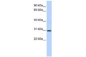 BCAS2 antibody used at 1 ug/ml to detect target protein. (BCAS2 抗体  (N-Term))