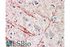 ABIN768642 (5µg/ml) staining of paraffin embedded Human Cortex. (IGF2 抗体  (AA 81-93))