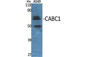 Western Blot (WB) analysis of specific cells using CABC1 Polyclonal Antibody. (COQ8A 抗体  (Internal Region))