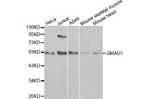 Western blot analysis of extracts of various cell lines, using SMAD1 antibody (ABIN5970455) at 1/1000 dilution. (SMAD1 抗体)