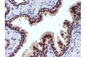 Image no. 9 for anti-Ubiquitin Specific Peptidase 7 (Herpes Virus-Associated) (USP7) antibody (ABIN1498592) (USP7 抗体)